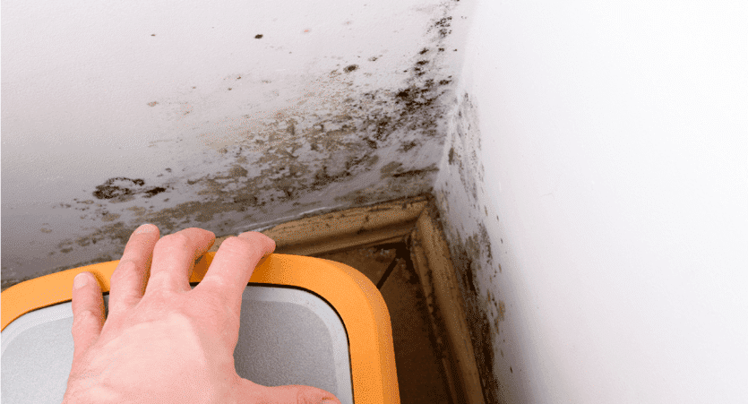 mold