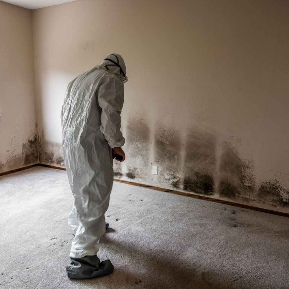 A technician in protective suit inspecting extensive black mold and water damage on a bedroom wall and carpet
