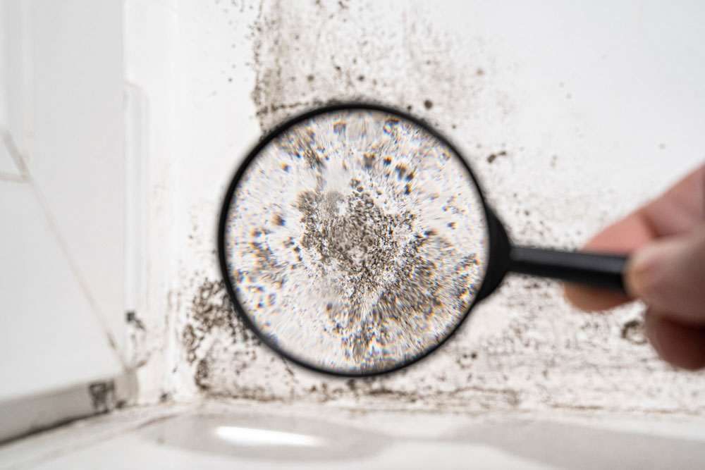 A person holding a magnifying glass revealing black mold growth on a white wall near a window