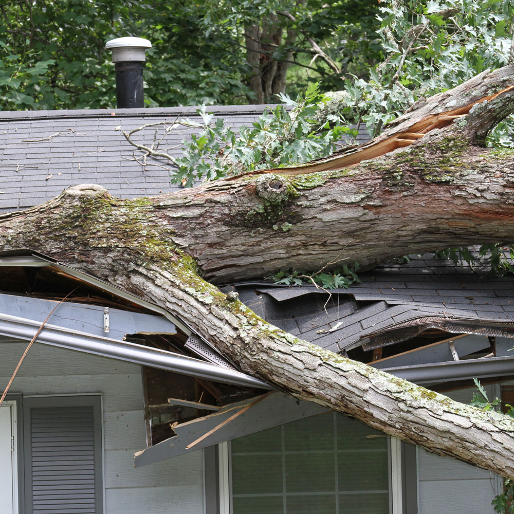 Large fallen oak tree split and crushed a home's roof and gutter, causing broken shingles and structural damage