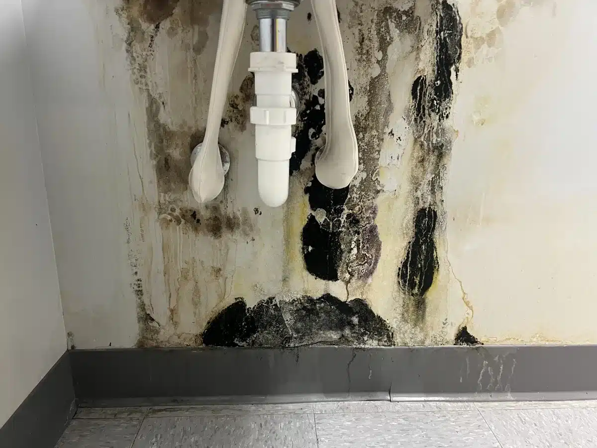 Severe black mold growth behind sink drain pipes